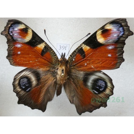 Aglais io (Linnaeus, 1758) Rusałka pawik Czech39f